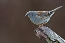 Portrait der Heckenbraunelle