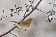 Winterliches Rotkehlchen