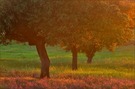 - Abendstimmung in der Dehesa -