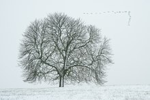 Der erste Schnee