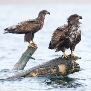 Seeadler