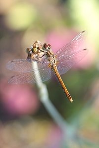 Heidelibelle mit etwas Farbe drumrum