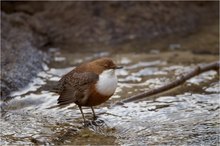 Wasseramsel