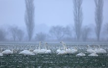 Vorgestern wie heute: Grau, kalt, Nebel...