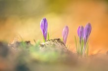 Crocus vom letzten Jahr