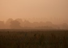 Storch am Morgen