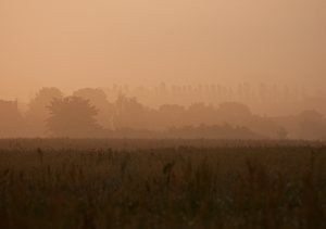 Storch am Morgen