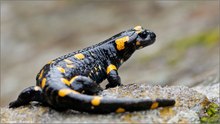 ~ Salamandra salamandra ~