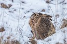 lepus vaticanus