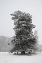 Im leichten Schneetreiben...