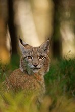 Luchs