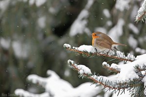 Im einzigen Schnee