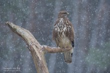 Bussard im Schnee