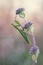 Mantis Religiosa