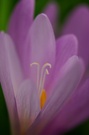 Herbstzeitlose (Colchicum autumnale)