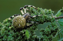 olivgrüne Farbvariante der Vierfleckkreuzspinne (Araneus quadratus) auf einer Brennessel