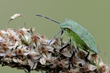 Kleines grünes Männchen