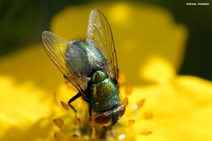 Goldfliege auf der Gartenhecke