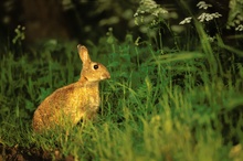 Am Waldrand äsendes Wildkaninchen im Abendlicht