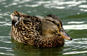 Ente auf dem Wasser