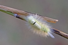 Buchen-Streckfuss im Abendlicht