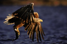 Seeadler mit Beute