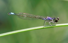 Große Pechlibelle bei der Mahlzeit