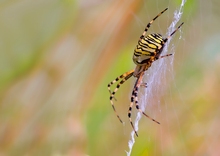 Zebra- oder Tigerspinne