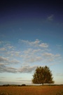 Baum mit Wolken