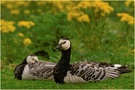 Weißwangengans (Branta leucopsis)
