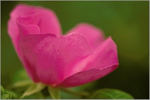 Hundsrose (Rosa canina)