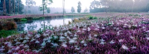 Blühende Heide am frühen Morgen