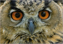 Uhu (Bubo bubo)