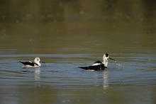 badende Stelzenläufer (Himantopus himantopus)