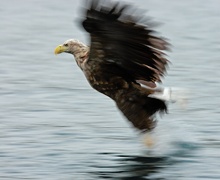 Seeadler beim Beutefang