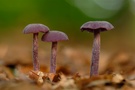 Kleine Pilzfamilie :)