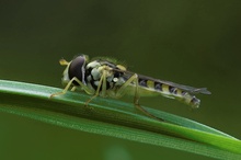 Schwebfliege am Morgen
