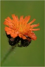 Orangerotes Habichtskraut (Hieracium aurantiacum)