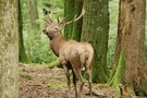 hirsch