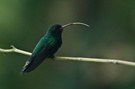 Canivets emerald
