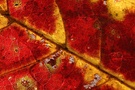 Der Herbst kommt.