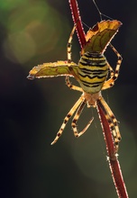 Wespenspinne (Argiope bruennichi) im gegenlicht,