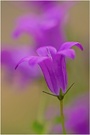 Wiesen-Glockenblume (Campanula patula)