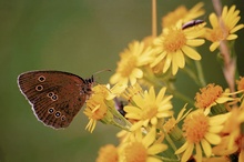 Mein Schmetterling