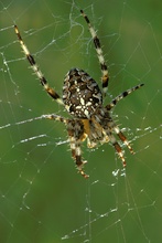 Gartenkreuzspinne