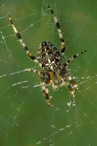 Gartenkreuzspinne