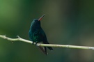Gabelschwanzkolibri II