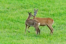 Rehwild