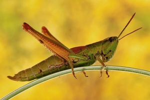 in den Farben des Herbstes