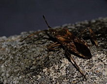 Staubiger Migrant
